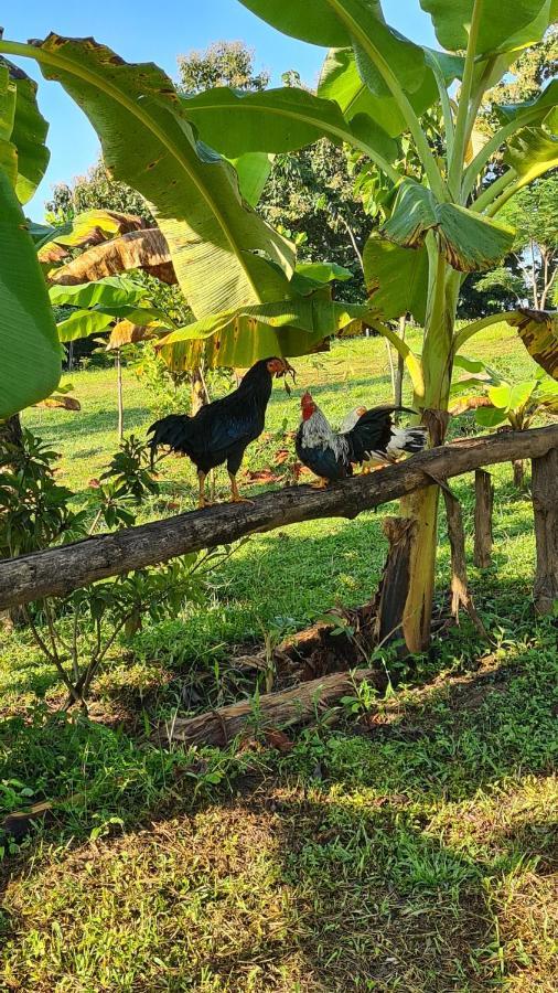 True Nature Chiang Mai - Yoga & Meditation Homestay Retreat Exteriör bild